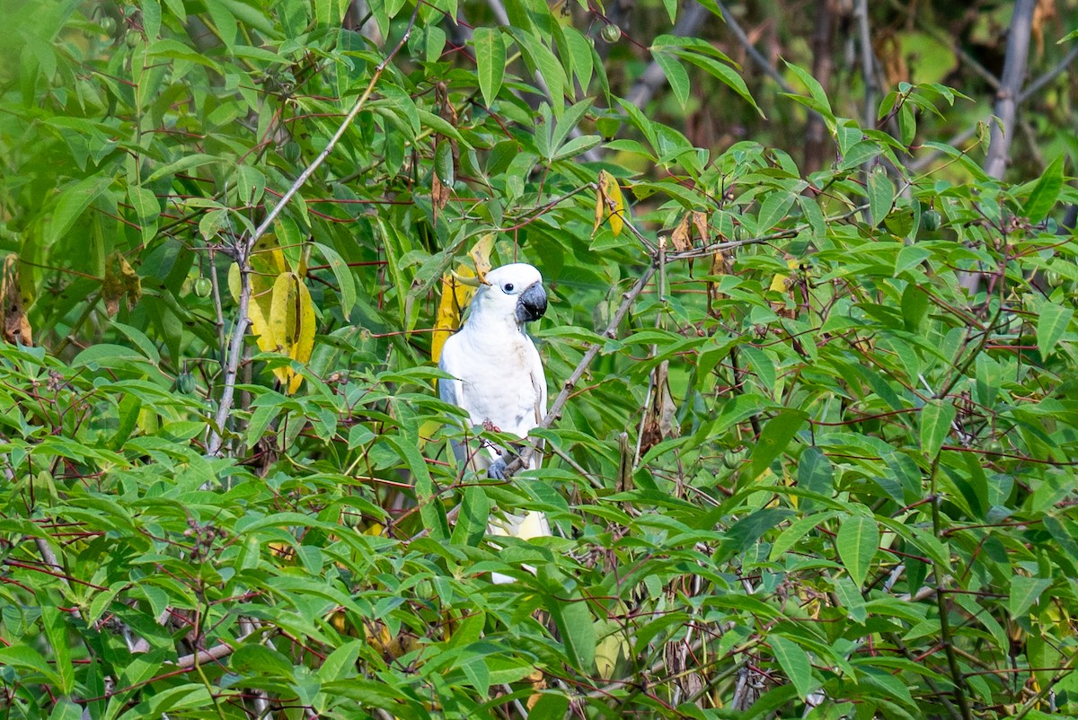 Yellow-crested Cockatoo - ML639803284