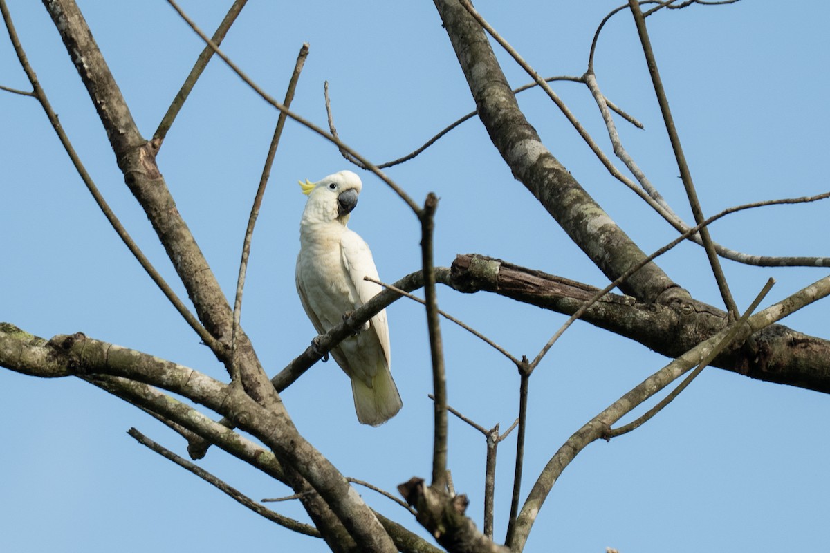 Yellow-crested Cockatoo - ML639803285