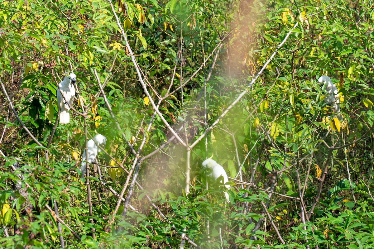 Yellow-crested Cockatoo - ML639803286