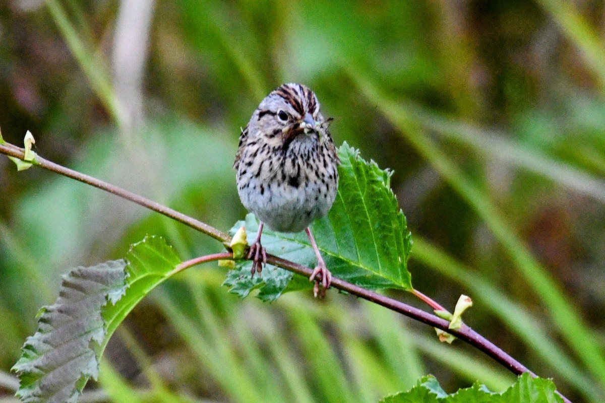 Lincoln's Sparrow - ML639803289