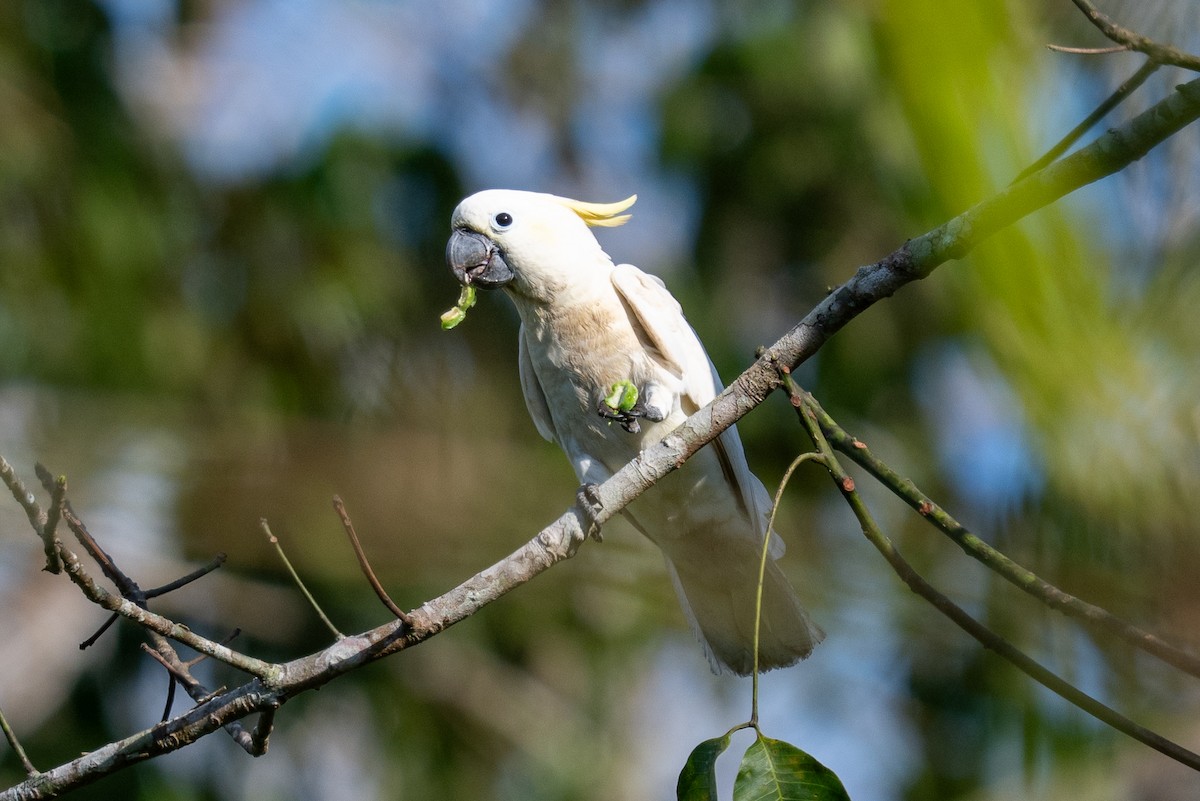 Yellow-crested Cockatoo - ML639803320