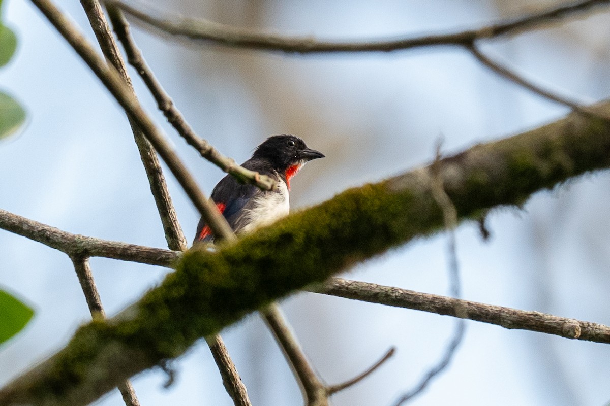 Red-chested Flowerpecker - ML639803352