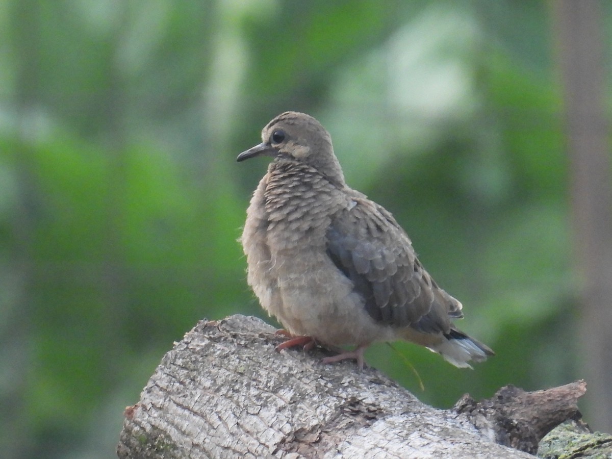 Mourning Dove - ML639803405