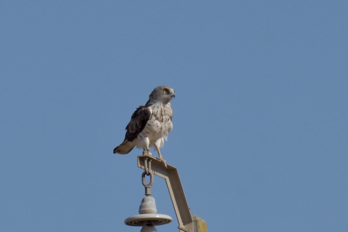 Могойч загалай - ML639803428