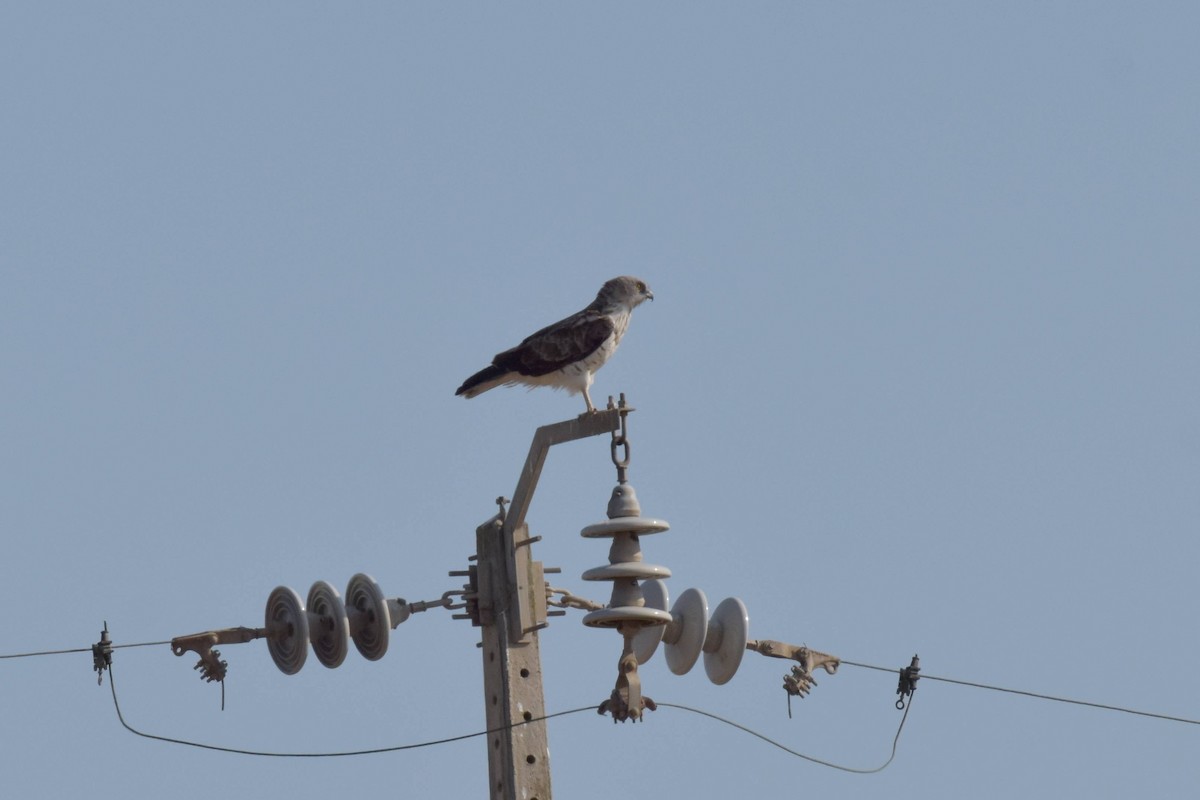 Могойч загалай - ML639803429