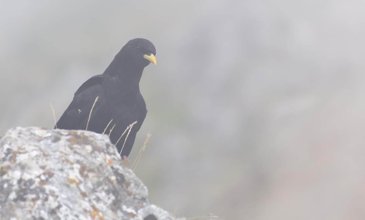 Yellow-billed Chough - ML639803468