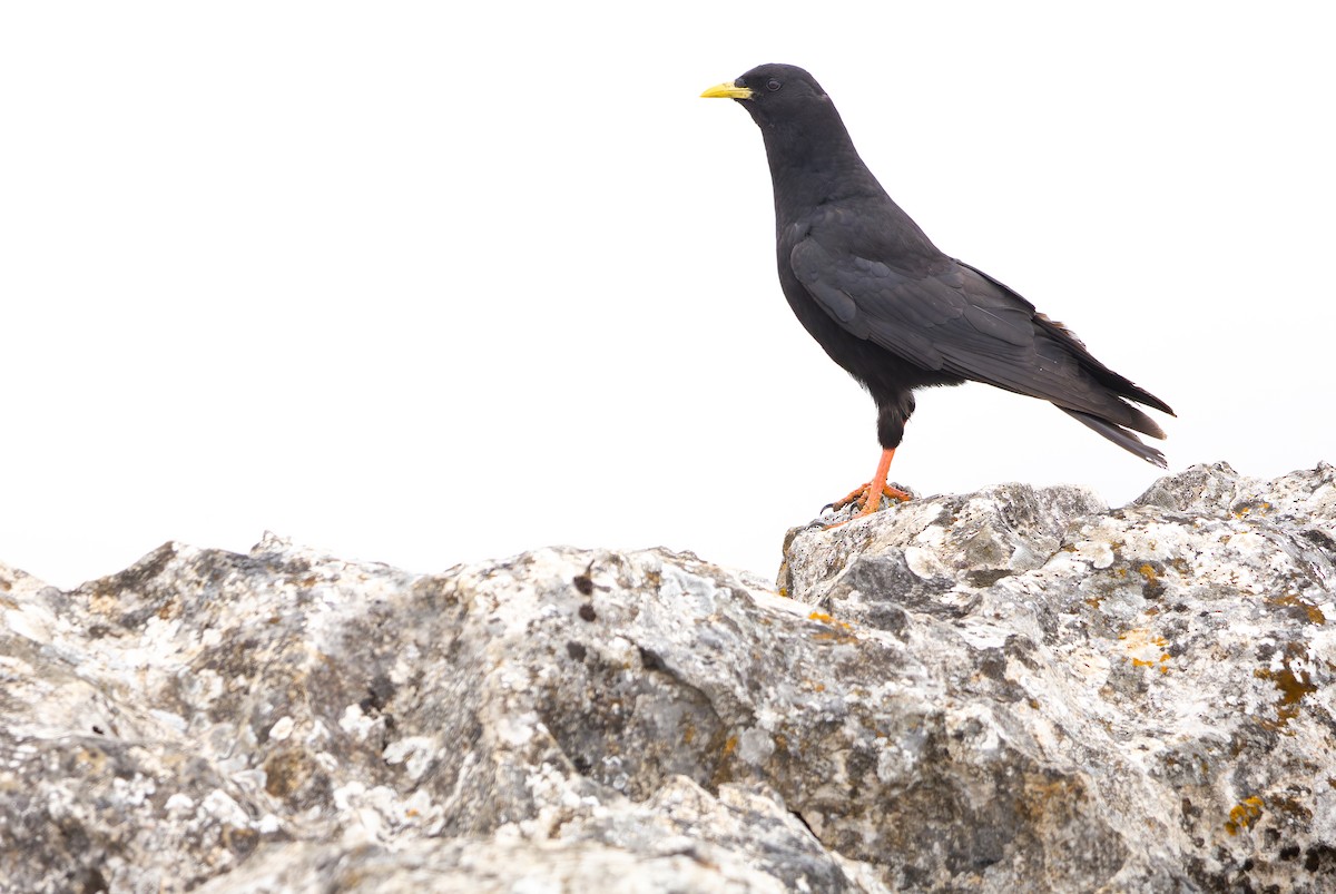 Yellow-billed Chough - ML639803469
