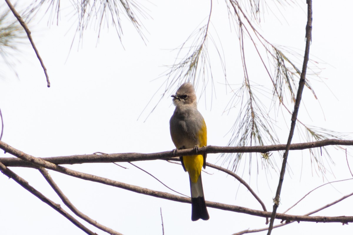 Gray Silky-flycatcher - ML639803476