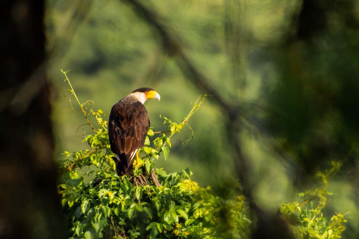 Crested Caracara - ML639803492
