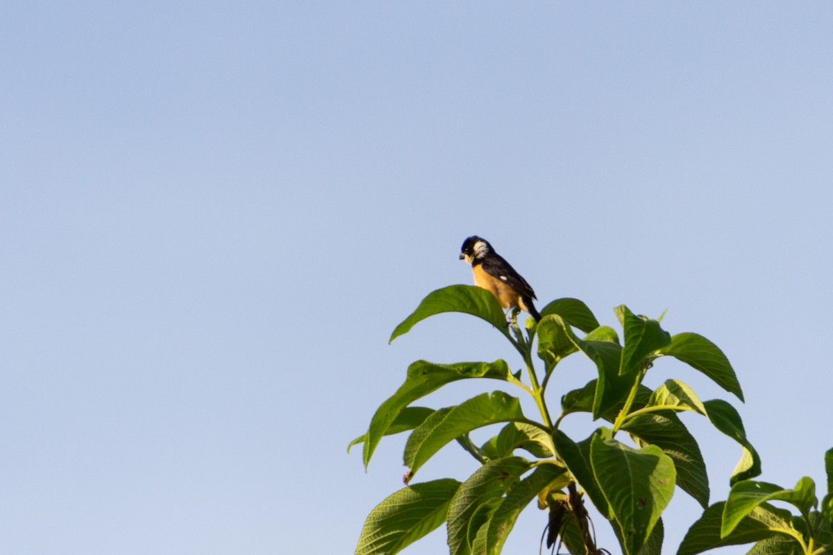Cinnamon-rumped Seedeater - ML639803500