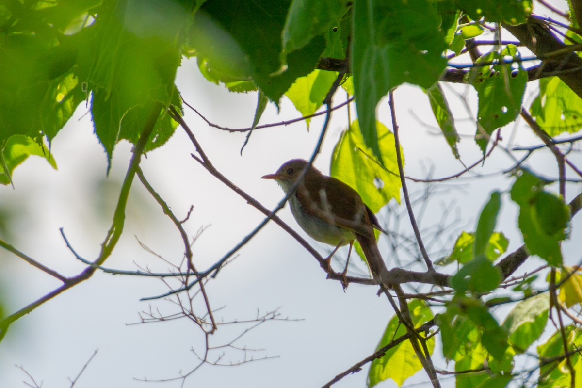 Orange-billed Nightingale-Thrush - ML639803511