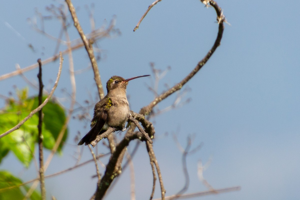 Dusky Hummingbird - ML639803513