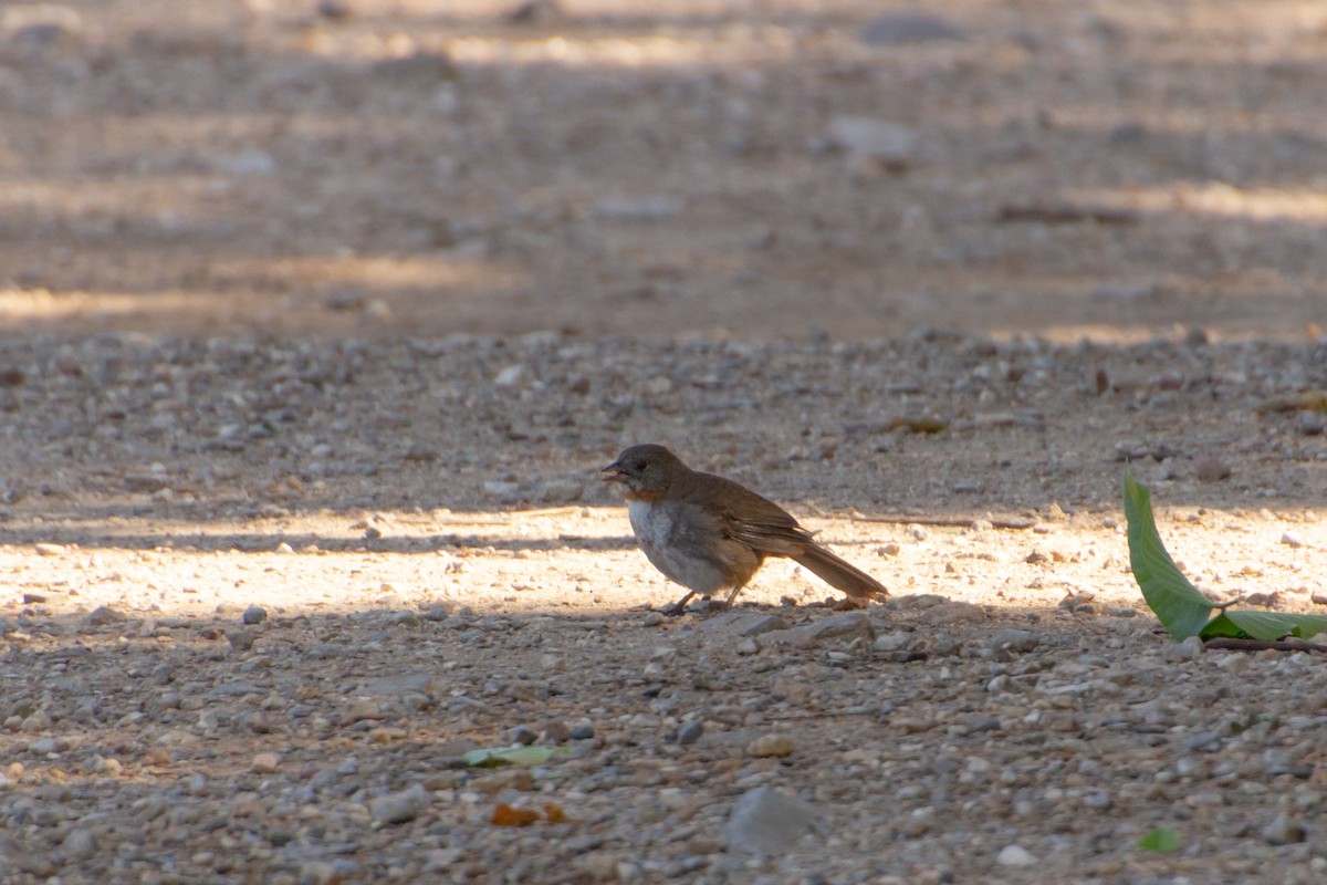 White-throated Towhee - ML639803525