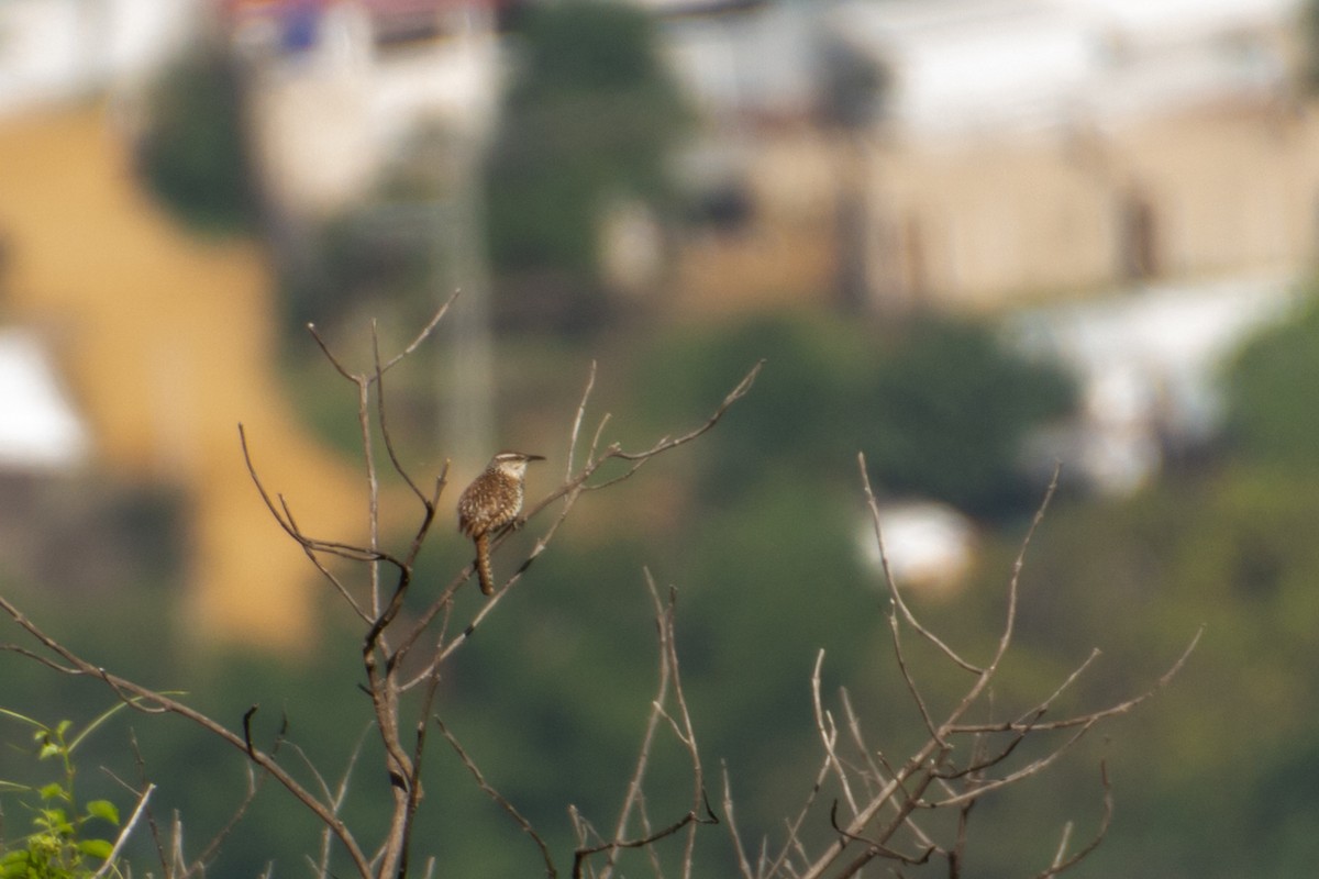 Boucard's Wren - ML639803527