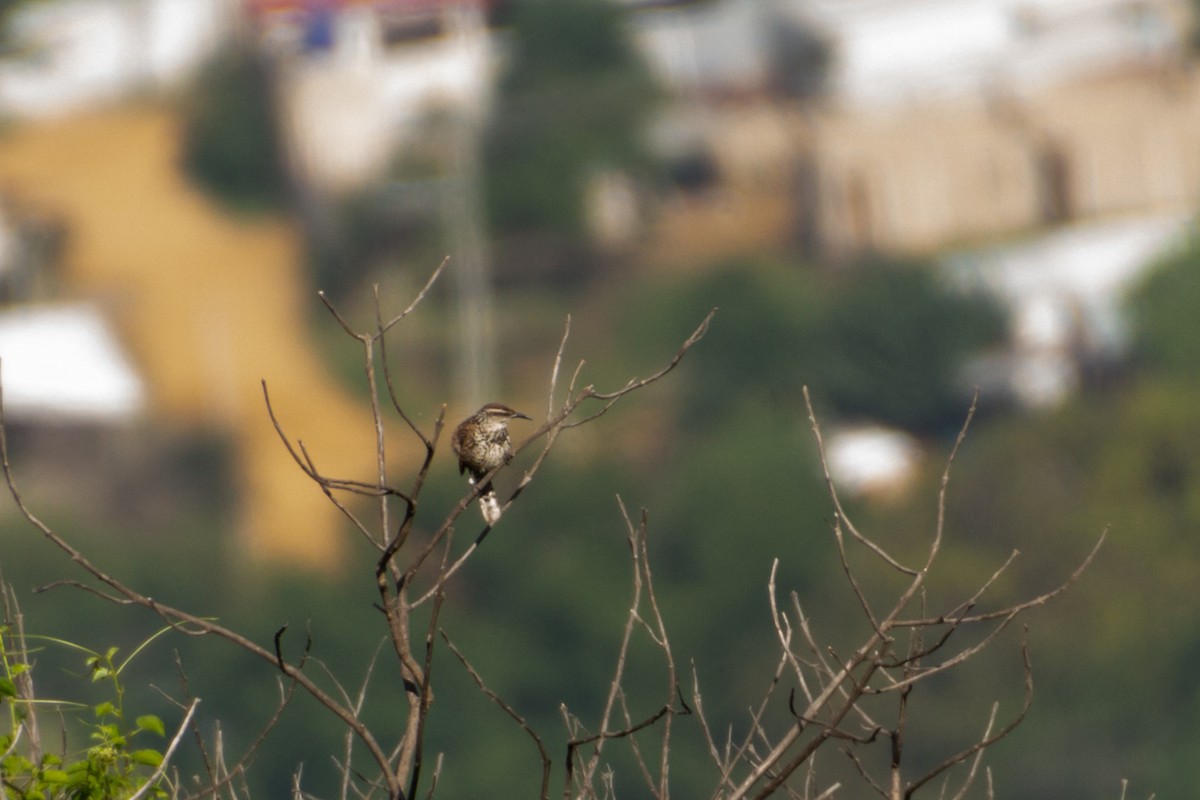 Boucard's Wren - ML639803528
