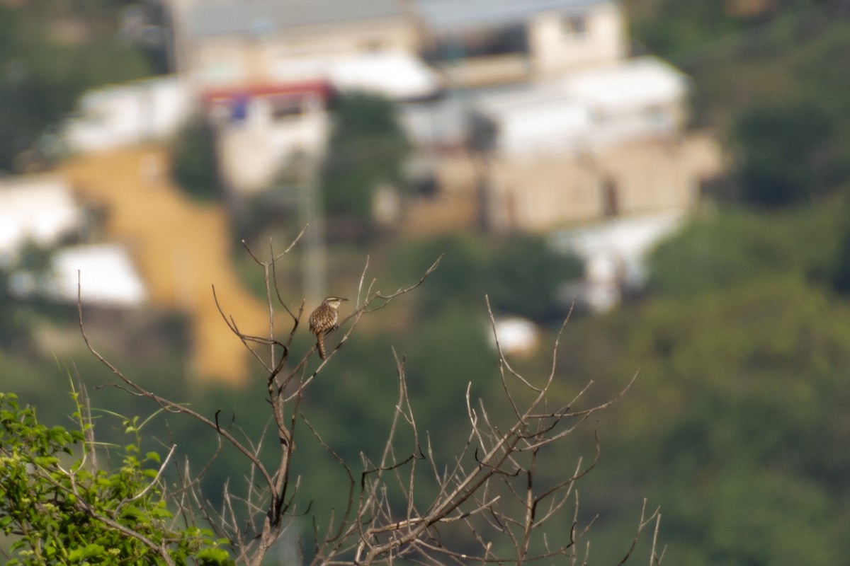 Boucard's Wren - ML639803529