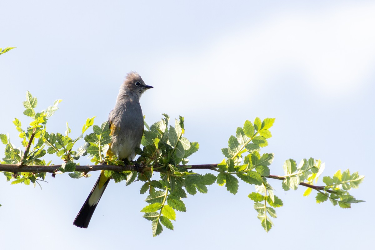 Gray Silky-flycatcher - ML639803531
