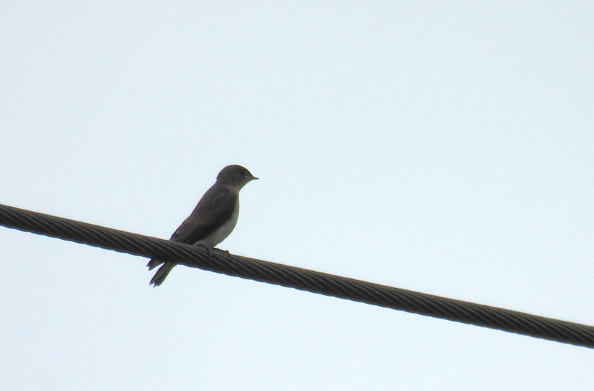 Northern Rough-winged Swallow - ML639803532