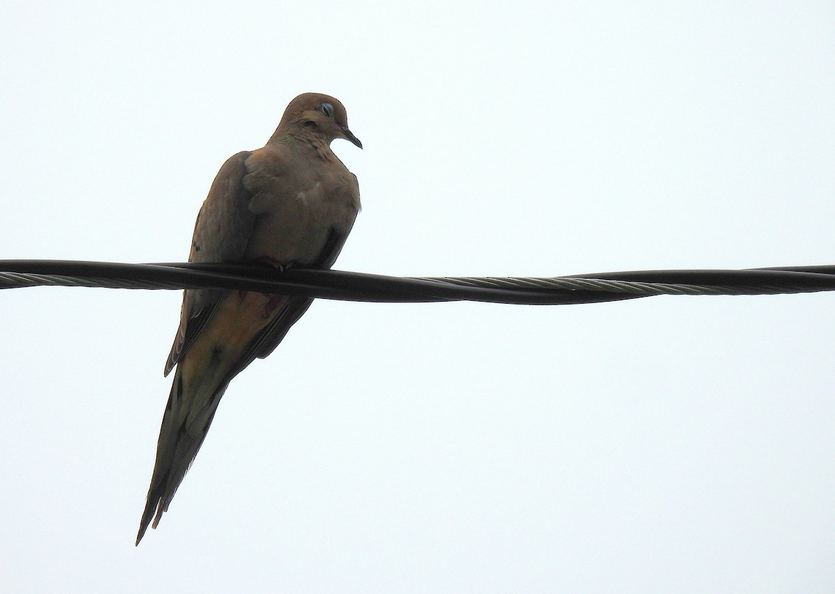 Mourning Dove - ML639803533