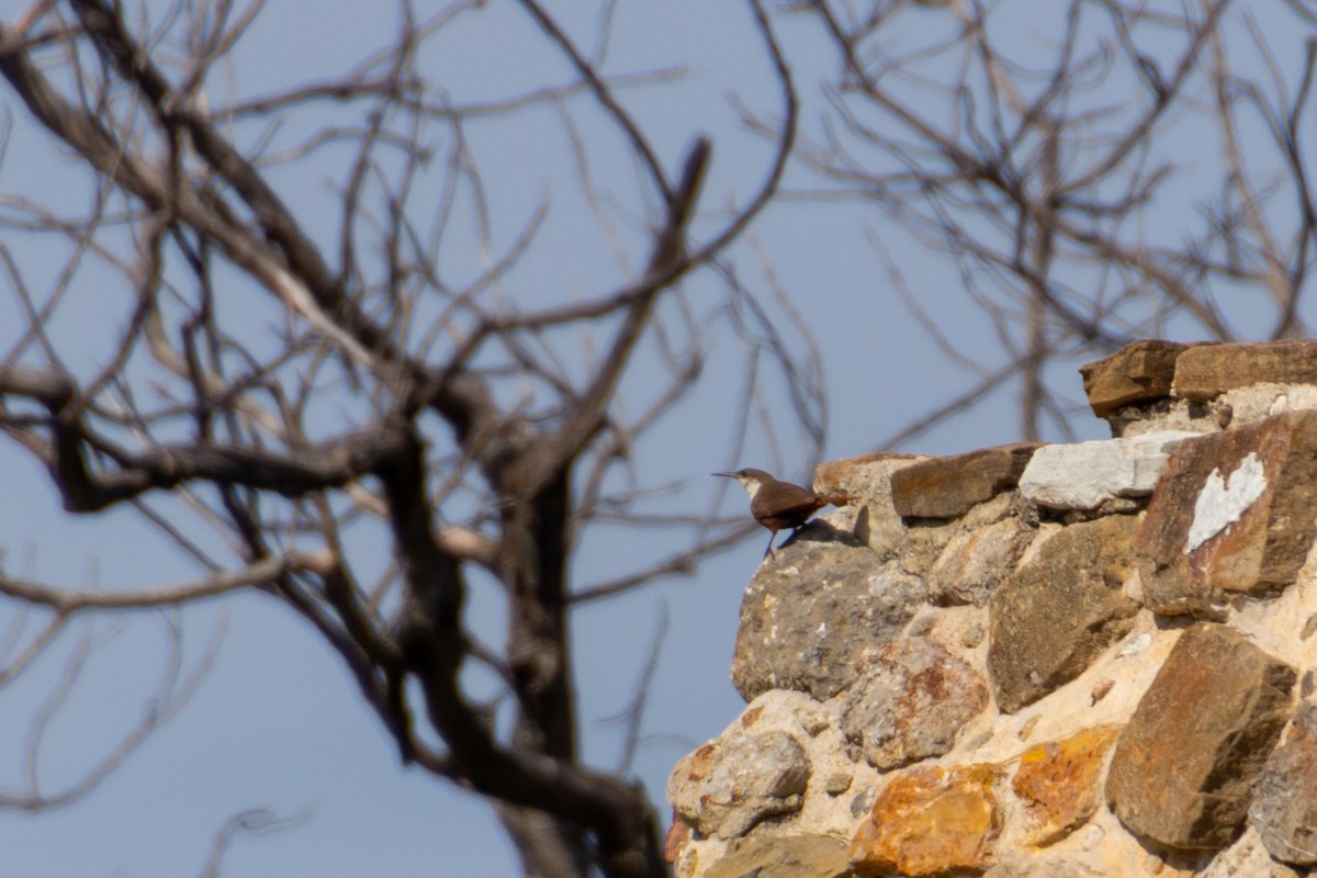 Canyon Wren - ML639803537