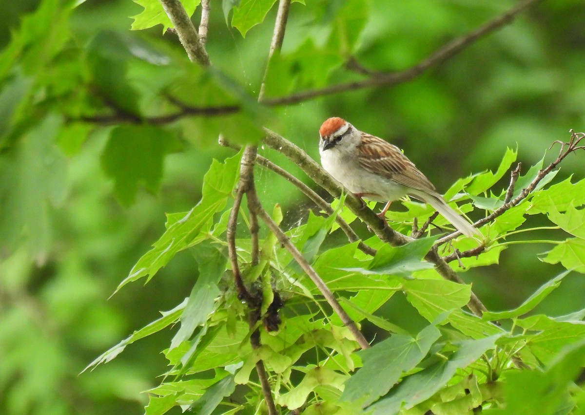 Chipping Sparrow - ML639803538