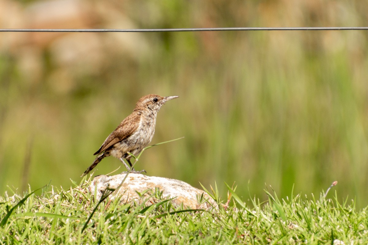 Rock Wren - ML639803539