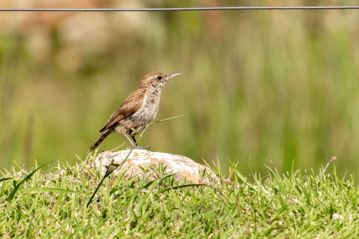 Rock Wren - ML639803540