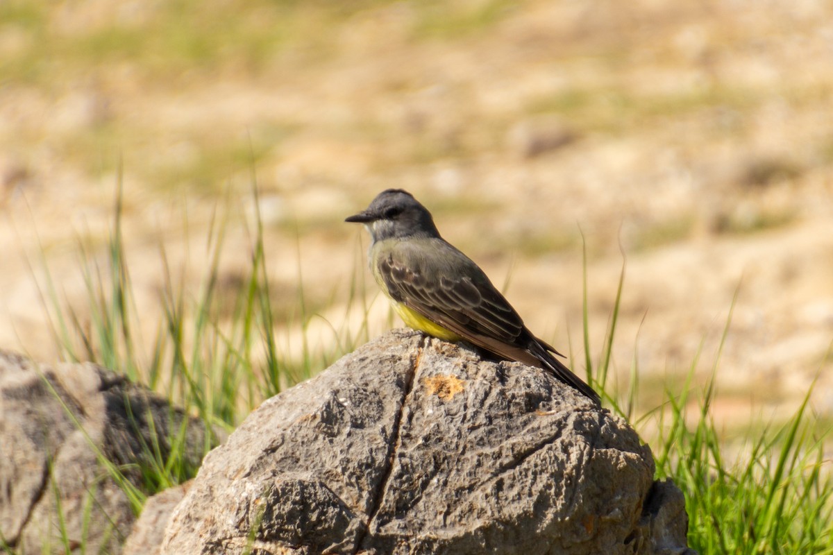 Cassin's Kingbird - ML639803544
