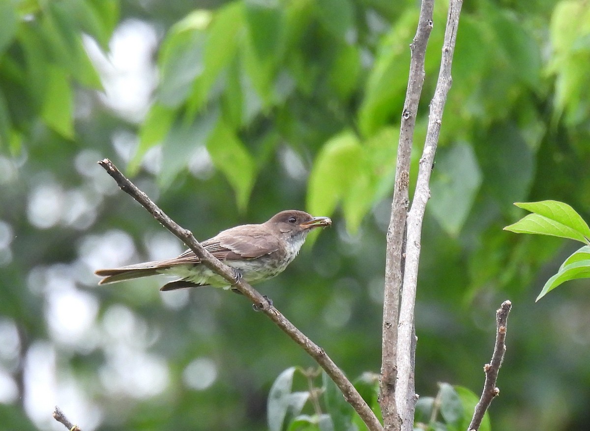 Eastern Phoebe - ML639803545