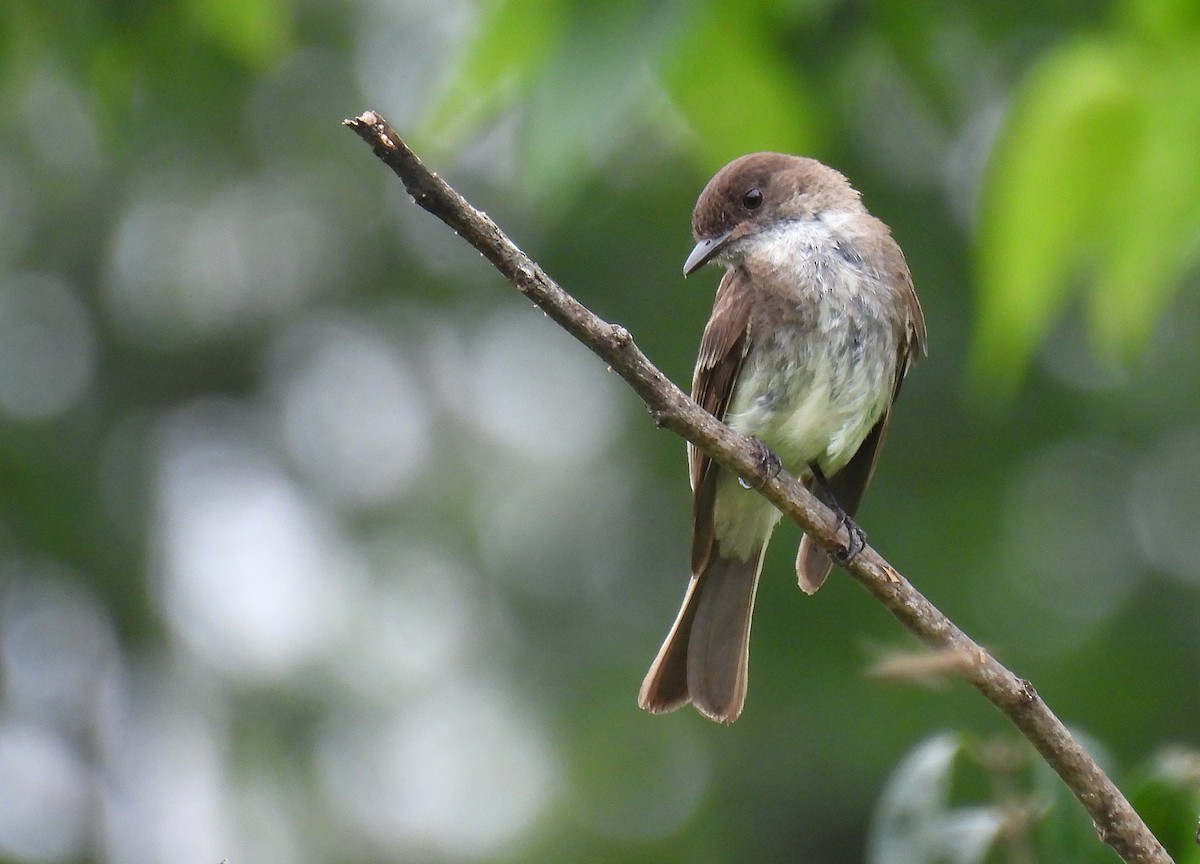 Eastern Phoebe - ML639803546