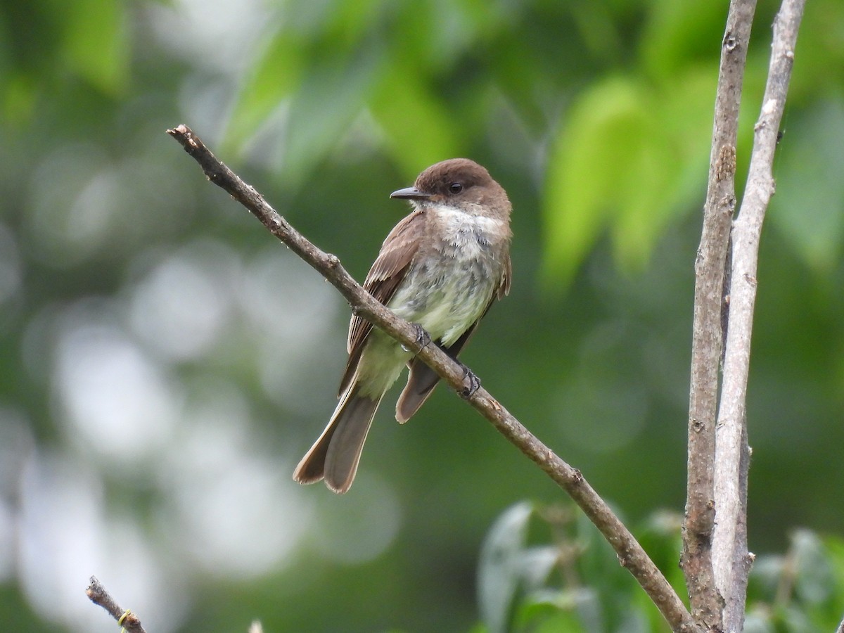 Eastern Phoebe - ML639803547
