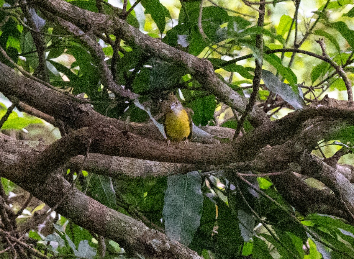 White-throated Bulbul - ML639803554