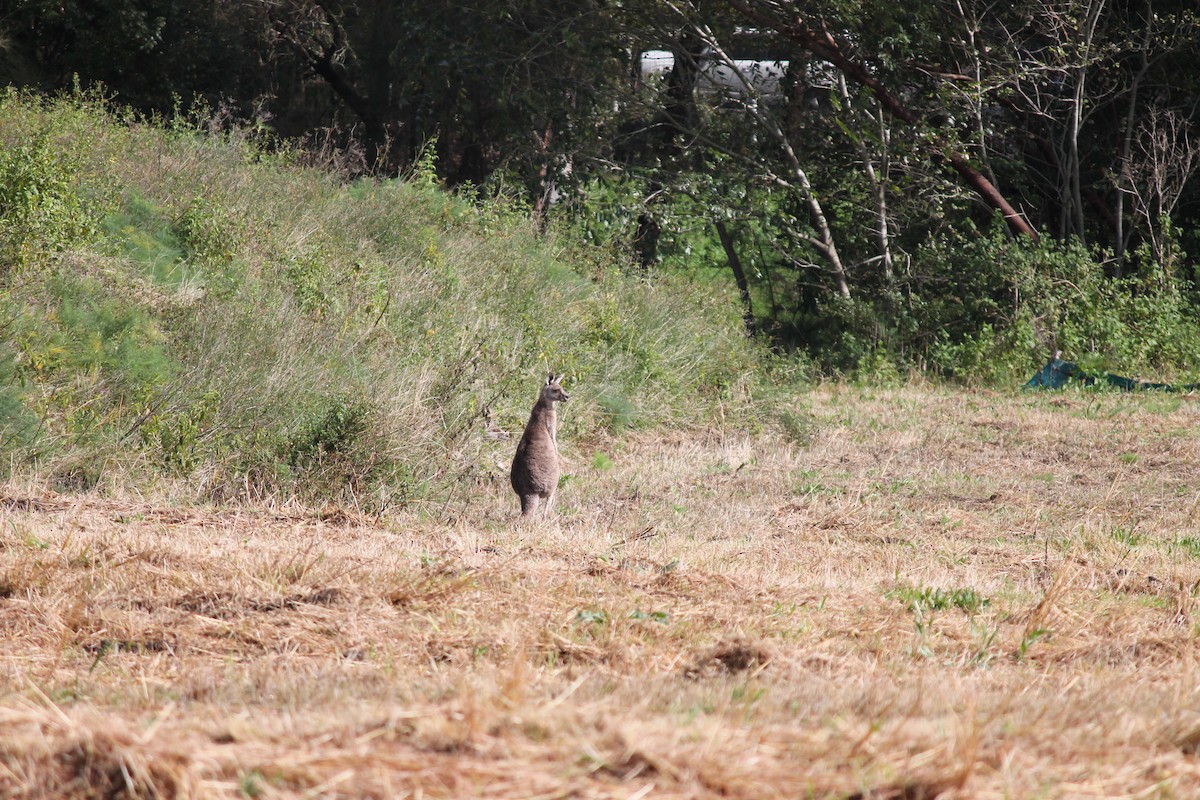 Eastern Grey Kangaroo - ML639803564