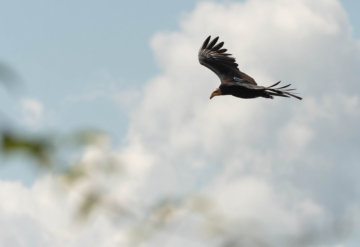 Greater Yellow-headed Vulture - ML639803569