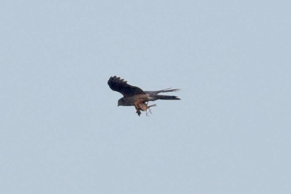 Eurasian Sparrowhawk - ML639803576