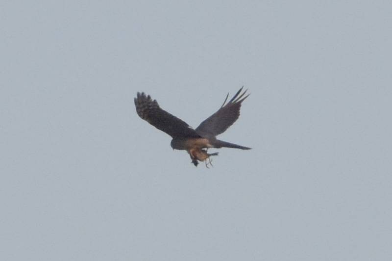 Eurasian Sparrowhawk - ML639803577
