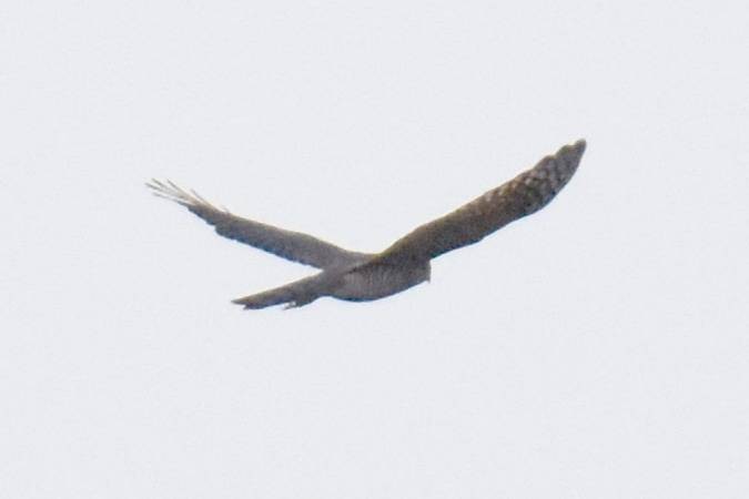 Eurasian Sparrowhawk - ML639803581