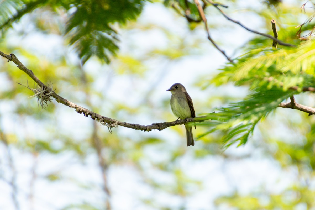 Western Wood-Pewee - ML639803583