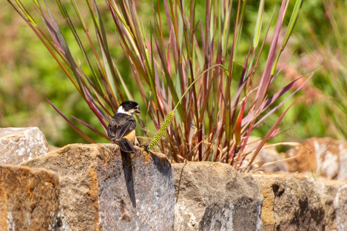 Cinnamon-rumped Seedeater - ML639803594