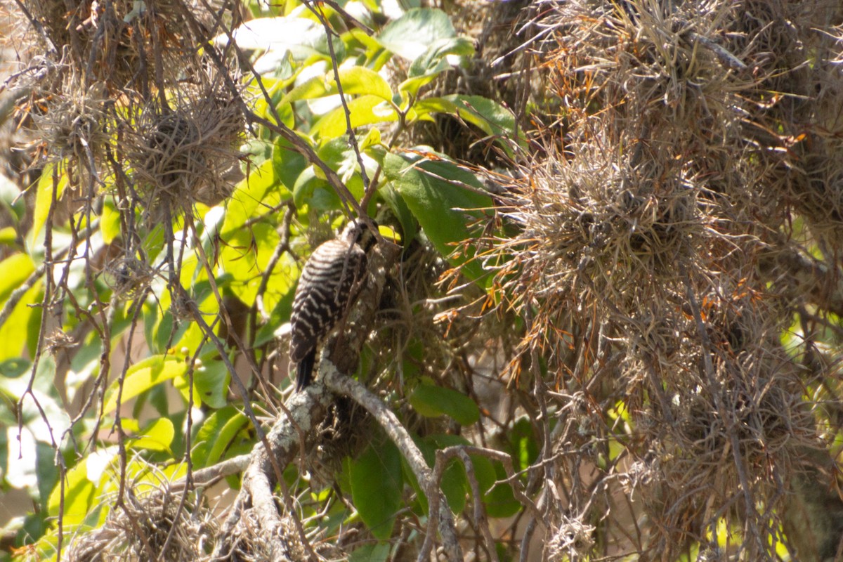 Ladder-backed Woodpecker - ML639803596