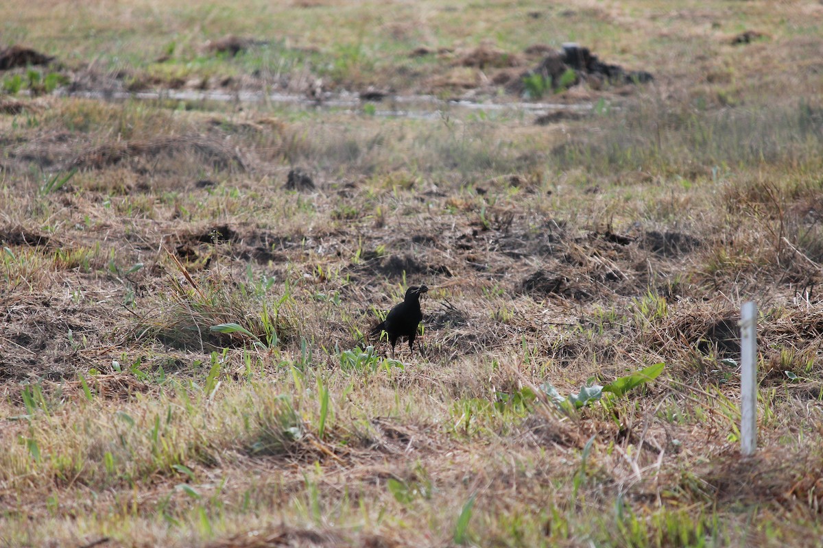 kavčík bělokřídlý - ML639803601