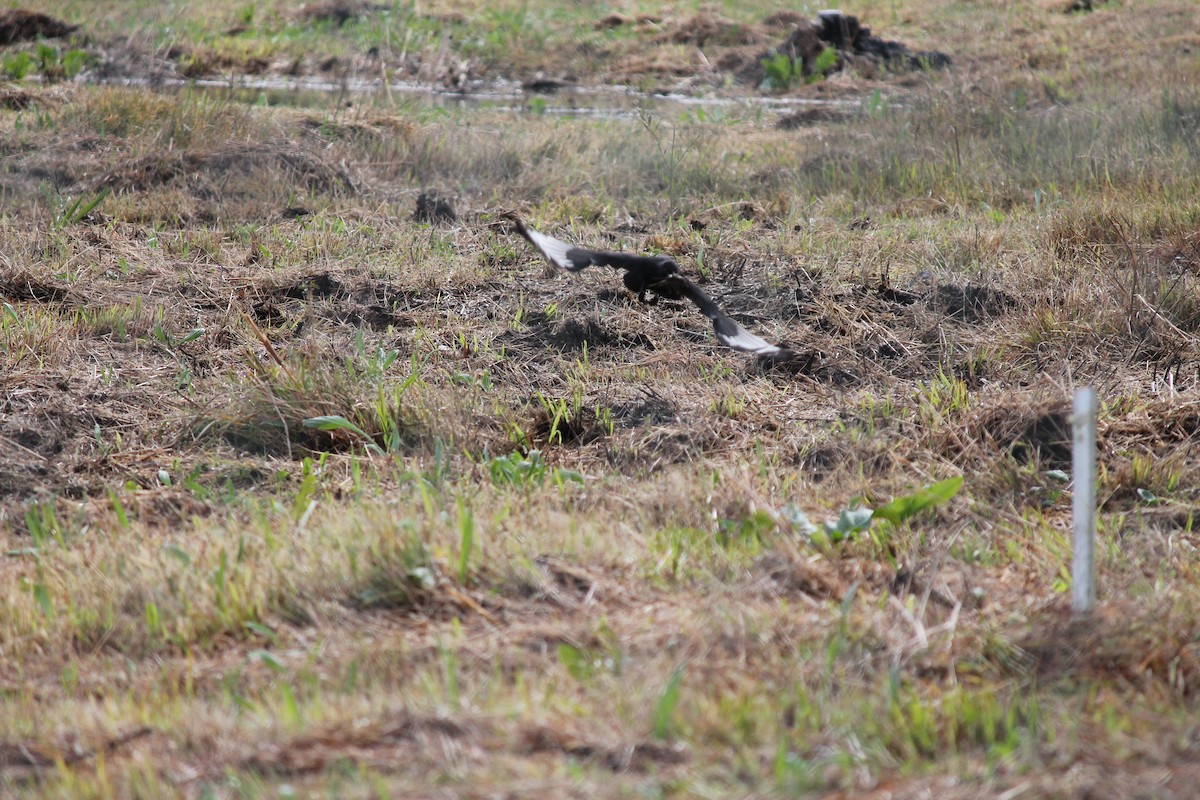 kavčík bělokřídlý - ML639803602