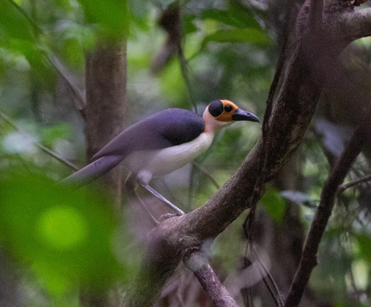 White-necked Rockfowl - ML639803604