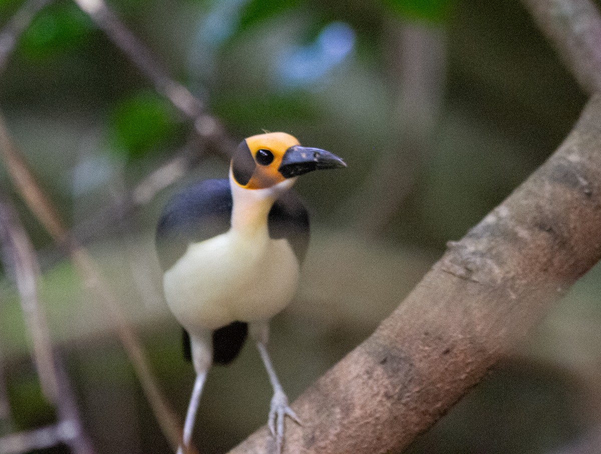 White-necked Rockfowl - ML639803608
