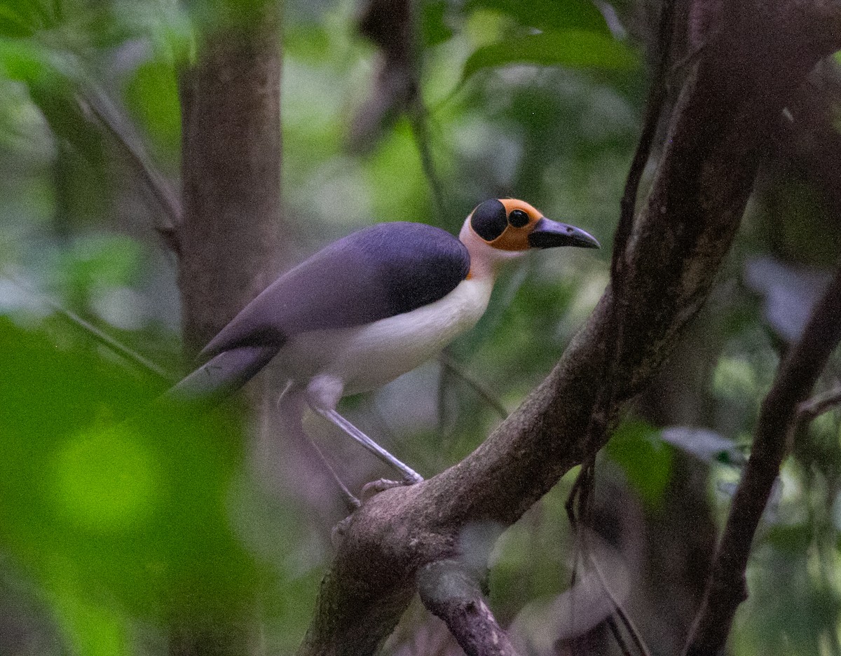 White-necked Rockfowl - ML639803609