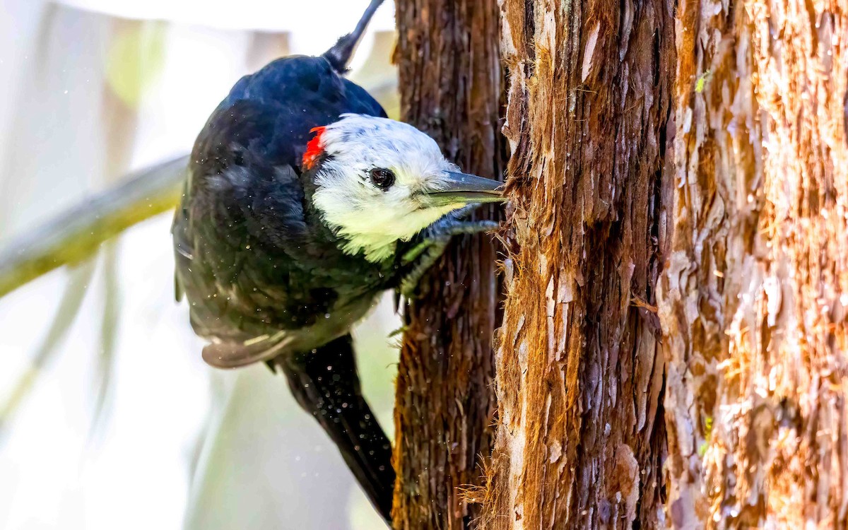 White-headed Woodpecker - ML639803621
