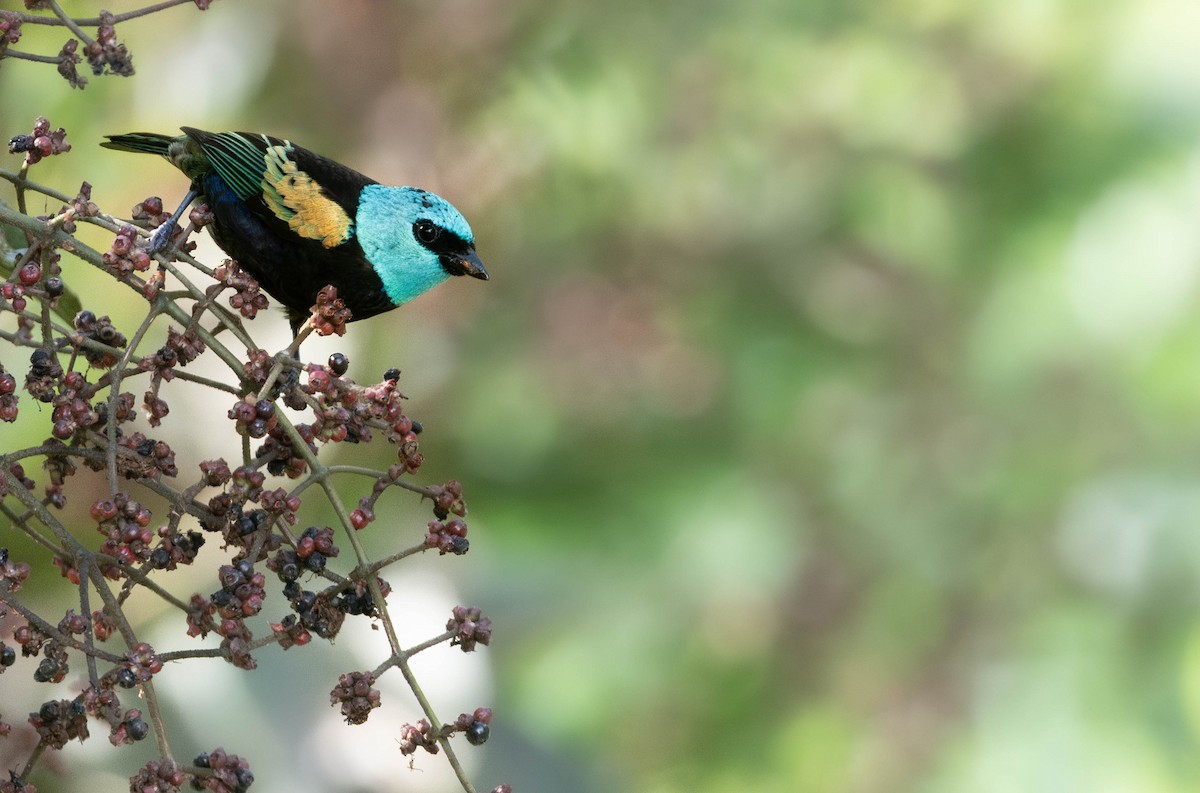 Blue-necked Tanager - ML639803622