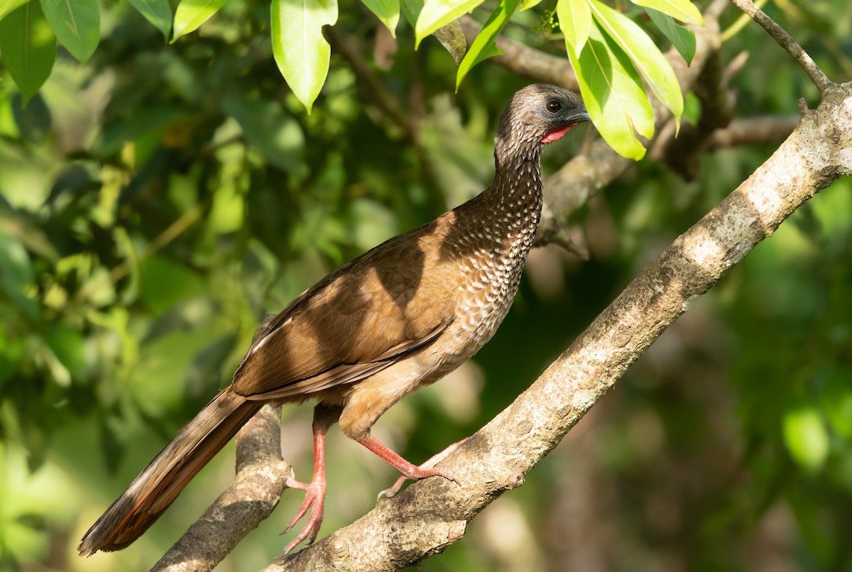 Speckled Chachalaca - ML639803628