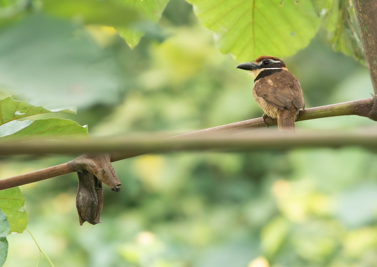 Chestnut-capped Puffbird - ML639803636