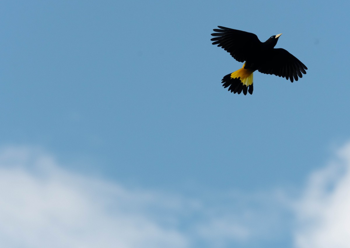 Yellow-rumped Cacique - ML639803641